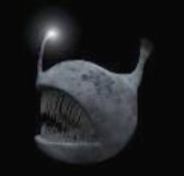 Melanoceto o pesce degli abissi