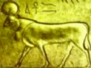 Vitello d'oro